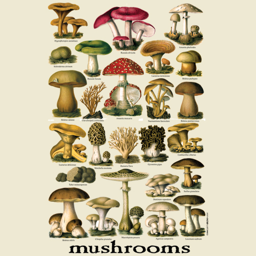 Vintage Mushrooms