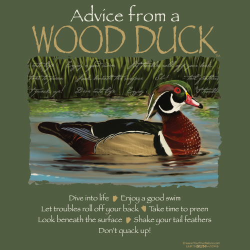 Advice Wood Duck