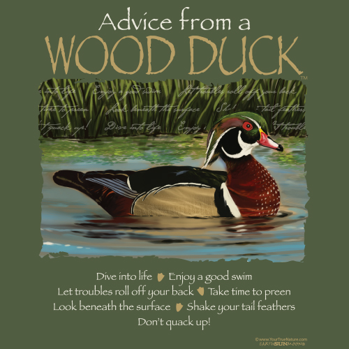 Advice Wood Duck