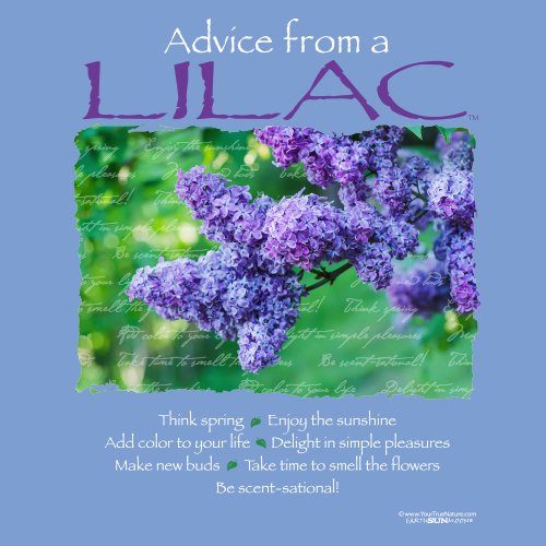 Advice Lilac