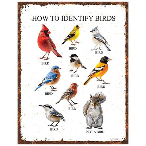 How to Identify Birds