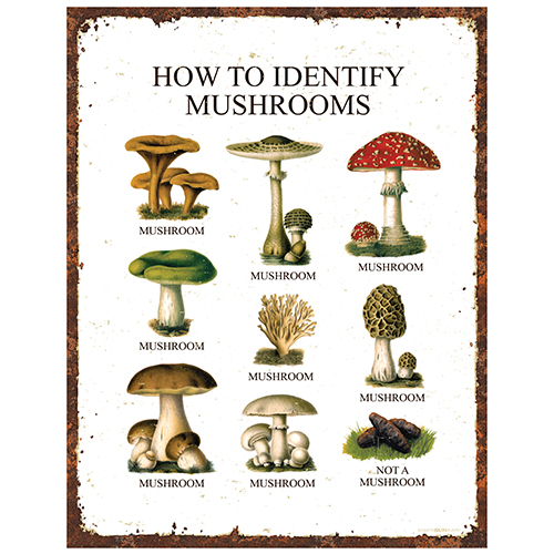 How to Identify Mushrooms