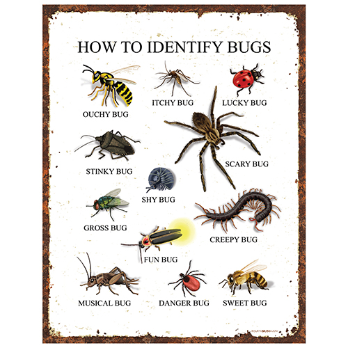 How to Identify Bugs