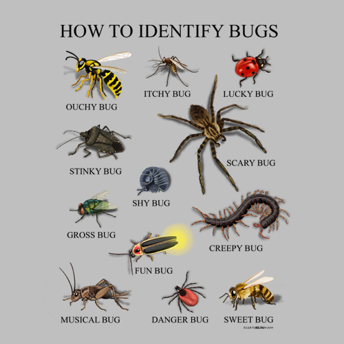 How to Identify Bugs