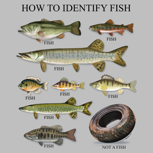 How to Identify Fish