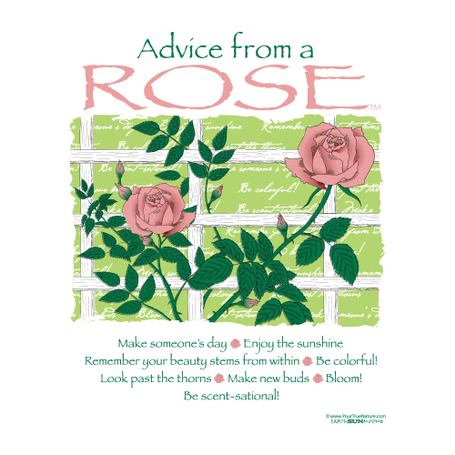 Advice Rose